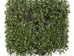 Collection plant vol 546 - bush - ivy - laurus - nobilis 3D Model
