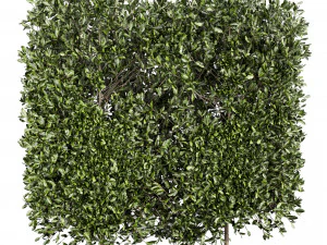 Колекція рослин том 546 - кущ - плющ - laurus - nobilis 3D Модель