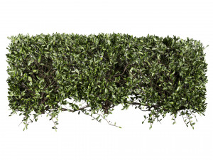 Collection plant vol 546 - bush - ivy - laurus - nobilis 3D Model