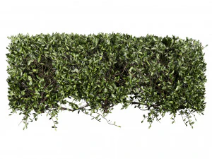 Колекція рослин том 546 - кущ - плющ - laurus - nobilis 3D Модель
