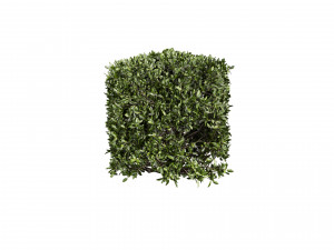 Collection plant vol 546 - bush - ivy - laurus - nobilis 3D Model