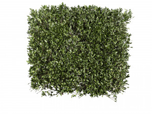 Collection plant vol 546 - bush - ivy - laurus - nobilis 3D Model