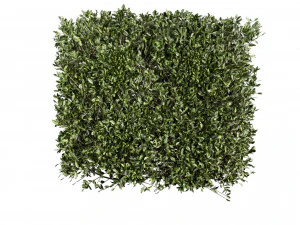 Колекція рослин том 546 - кущ - плющ - laurus - nobilis 3D Модель