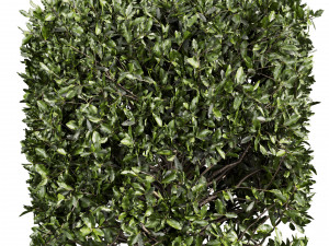 Collection plant vol 546 - bush - ivy - laurus - nobilis 3D Model