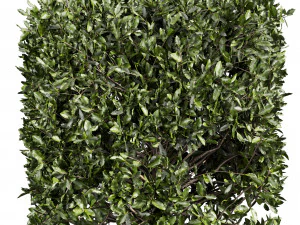Колекція рослин том 546 - кущ - плющ - laurus - nobilis 3D Модель