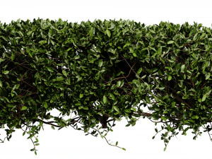Collection plant vol 546 - blender model 3D Model