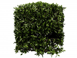 Collection plant vol 546 - blender model 3D 모델