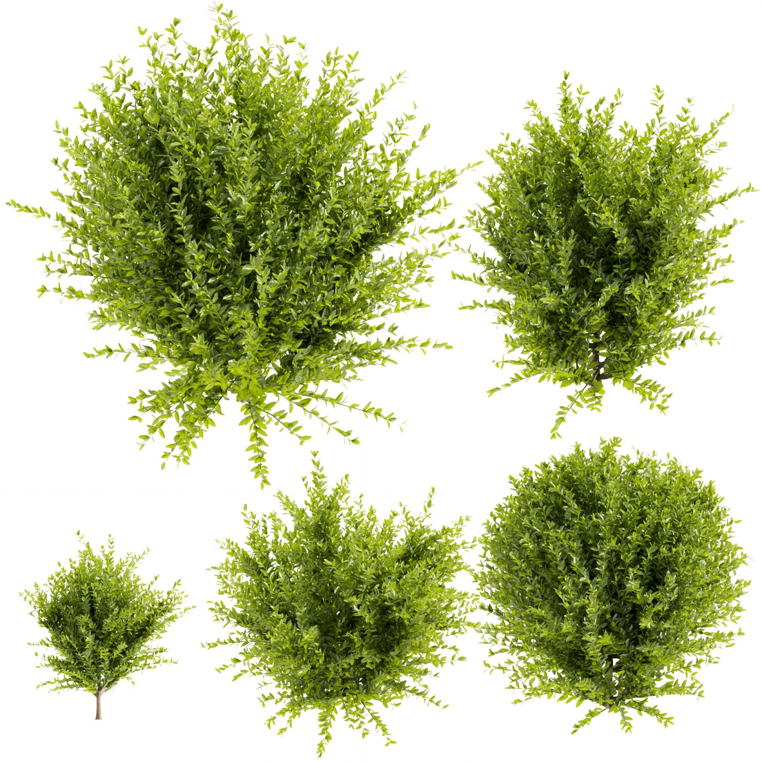 Collection plant vol 547 - wikstroemia - bush - leaf 3D Model .c4d .max .obj .3ds .fbx .stl .blend 