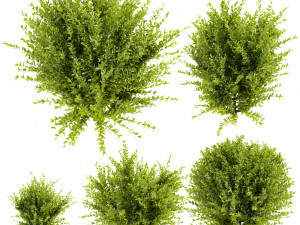 Collection plant vol 547 - wikstroemia - bush - leaf 3D Модель