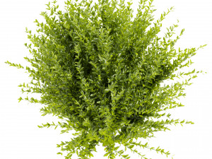 Collection plant vol 547 - wikstroemia - bush - leaf 3D 모델