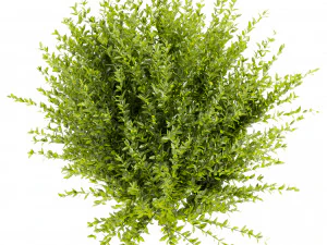 Collection plant vol 547 - wikstroemia - bush - leaf 3D Model