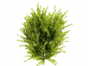 Collection plant vol 547 - wikstroemia - bush - leaf 3D 모델