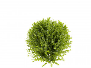 Collection plant vol 547 - wikstroemia - bush - leaf 3D 모델