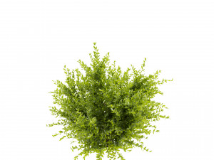 Collection plant vol 547 - wikstroemia - bush - leaf 3D 모델
