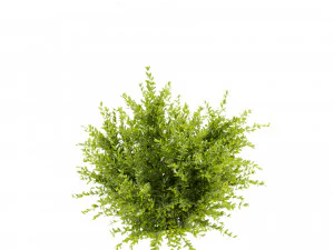 Collection plant vol 547 - wikstroemia - bush - leaf 3D Model