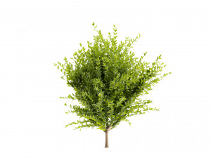 Collection plant vol 547 - wikstroemia - bush - leaf 3D 모델