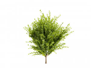Collection plant vol 547 - wikstroemia - bush - leaf 3D Model