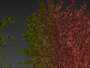 Collection plant vol 547 - wikstroemia - bush - leaf 3D 모델
