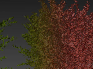 Collection plant vol 547 - wikstroemia - bush - leaf 3D Model