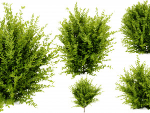 Collection plant vol 547 - blender model Modèle 3D