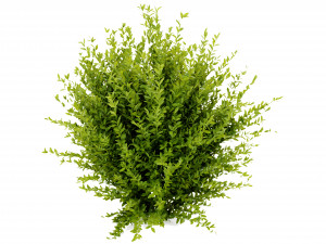 Collection plant vol 547 - blender model 3D 模型