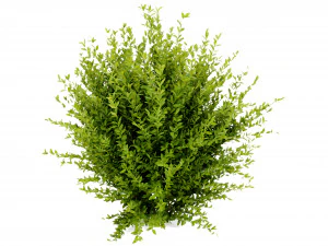 Collection plant vol 547 - blender model 3D Model