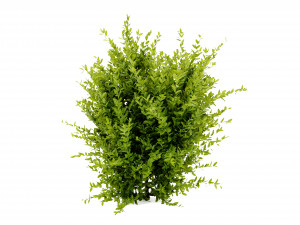 Collection plant vol 547 - blender model 3D 模型