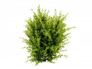 Collection plant vol 547 - blender model 3D Model