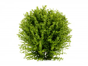 Collection plant vol 547 - blender model 3D Model