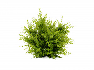 Collection plant vol 547 - blender model 3D 模型
