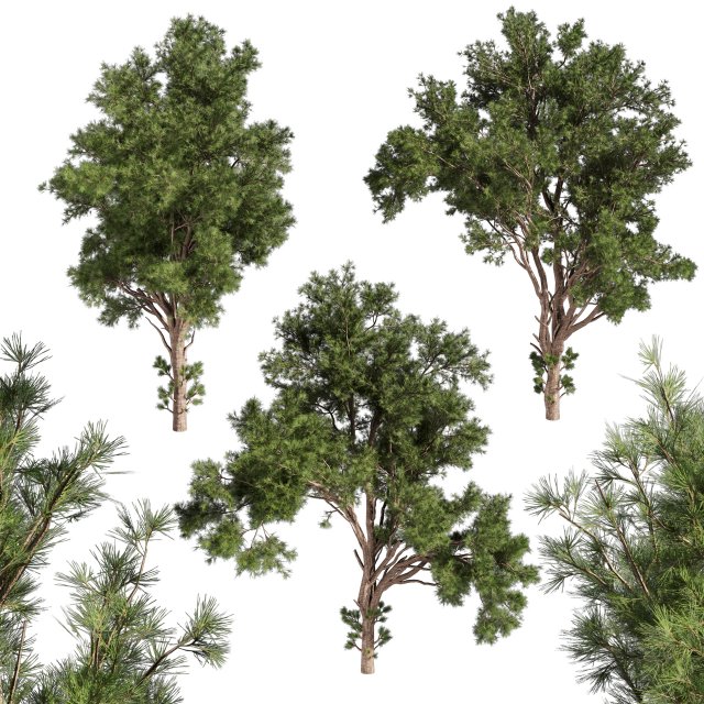 Collection plant vol 549 - tree - pine - Urban environment 3D 模型 .c4d .max .obj .3ds .fbx .stl .blend 