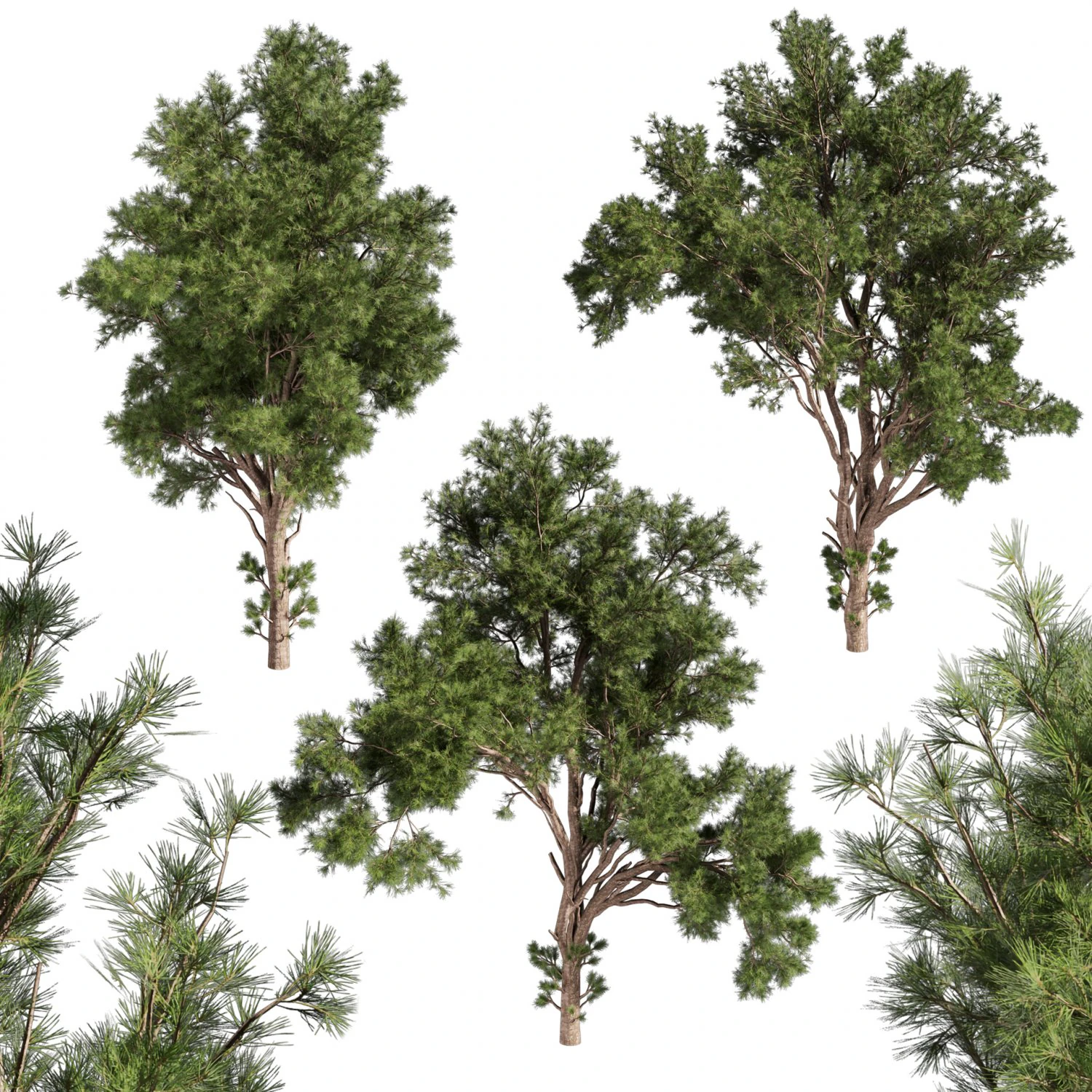 Collection plant vol 549 - tree - pine - Urban environment 3D Model .c4d .max .obj .3ds .fbx .stl .blend 