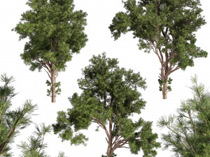 Collection plant vol 549 - tree - pine - Urban environment 3D Модель