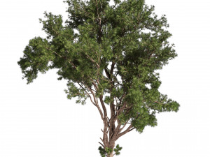 Collection plant vol 549 - tree - pine - Urban environment 3D 模型