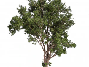 Collection plant vol 549 - tree - pine - Urban environment 3D Model
