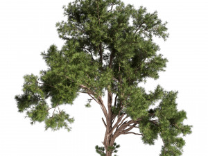 Collection plant vol 549 - tree - pine - Urban environment 3D 模型