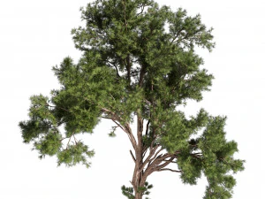 Collection plant vol 549 - tree - pine - Urban environment 3D Model