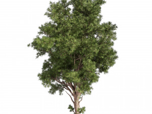 Collection plant vol 549 - tree - pine - Urban environment 3D 模型