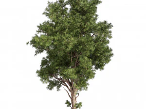 Collection plant vol 549 - tree - pine - Urban environment 3D Model