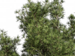 Collection plant vol 549 - tree - pine - Urban environment 3D 模型