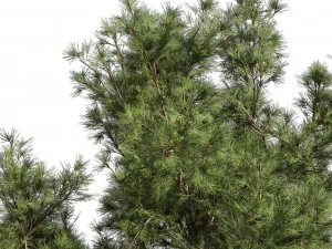Collection plant vol 549 - tree - pine - Urban environment 3D Model
