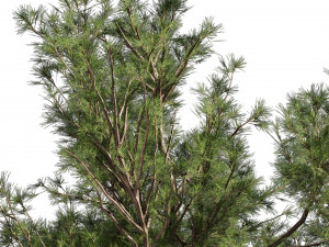 Collection plant vol 549 - tree - pine - Urban environment 3D 模型