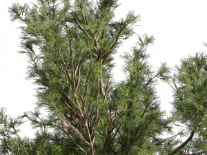 Collection plant vol 549 - tree - pine - Urban environment 3D Model