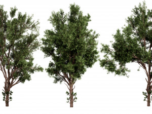 Collection plant vol 549 - blender model 3D Модель