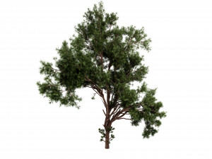 Collection plant vol 549 - blender model Model 3D