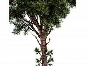 Collection plant vol 549 - blender model 3D Model