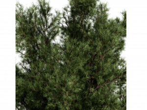 Collection plant vol 549 - blender model Model 3D