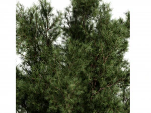 Collection plant vol 549 - blender model 3D Model