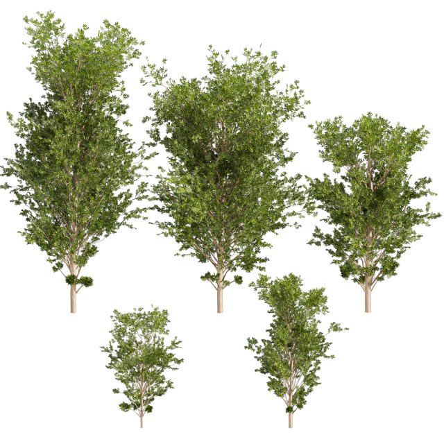 Collection plant vol 550 - tree - dwarf umbrella - Urban environment Modello 3D .c4d .max .obj .3ds .fbx .stl .blend 
