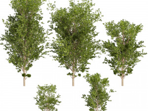 Collection plant vol 550 - tree - dwarf umbrella - Urban environment 3D Модель